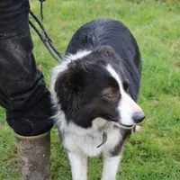 Le choix du chien de conduite doit s'effectuer suivant plusieurs critères. Les qualités au travail des deux parents est un incontournable.