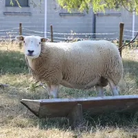 Tout comme les reproducteurs, les béliers vesectomisés doivent être en état et en bonne santé. Il convient d'augmenter leur ration énergétique en amon