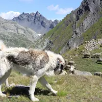 Éleveurs et bergers ont dû, dans un pas de temps très court, réapprendre à éduquer, connaître et utiliser les chiens de protection des troupeaux.