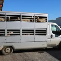 Mutualiser le transport des animaux à l'abattoir permet de réduire le coût par agneau et optimiser le temps "improductif" passé sur la route.