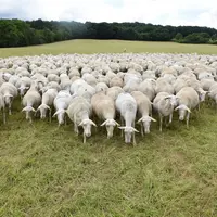 Les progrès réalisés par les éleveurs ovins en matière d'émission de gaz à effet de serre peuvent être monétisés.
