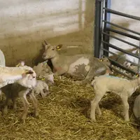 Il n’y a pas d’économie notable de concentré à attendre chez les agneaux en bergerie en allongeant la lactation.