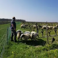 Nicolas Mercuzot est installé depuis 2018 en Indre-et-Loire où il partage son temps entre ses brebis et son activité salariée d’ouvrier viticole.