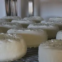 Selon la flore que l'on veut développer, il faut saler les fromages pendant l'égouttage en moule ou bien pendant le ressuyage.