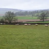 Les brebis Texel ne sont pas grégaires et se répartissent facilement sur toute la surface du pré.