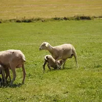 Le projet RéVABio a mis en place un essai sur le report des agneaux d’herbe.