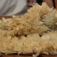 La filature Colbert veut valoriser localement la laine des brebis lacaune du rayon de Roquefort