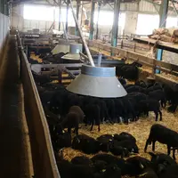 Les nourrisseurs du Gaec des Cabarets sont quasiment tous alimentés par des vis automatiques.