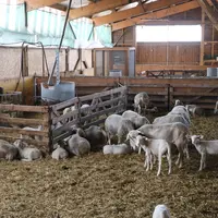 A Fedatest, les qualités bouchères sur descendance des béliers de races bouchères sont évaluées.