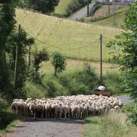 Le territoire de Haute-Loire se caractérise par des reliefs montagneux, propices à l'élevage ovin.