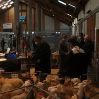 En 2021, 25913 animaux ont été vendus sur le marché au cadran dont plus de 20 000 agneaux.