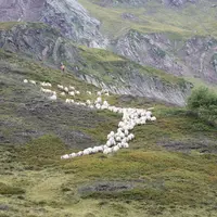 Les groupement pastoraux permettent de gérer de vastes territoire et de valoriser les ressources collectivement.