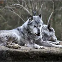 Le loup est présent dans au moins 45 départements français et sa population aurait bondi de 47 % entre la fin d'été 2021 et le printemps 2022.