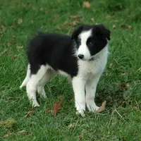 A force d'apporter à manger au chiot et de le sortir en balade, celui-ci va identifier l'éleveur comme son référent.