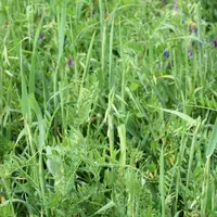 Autre façon de produire des protéines sur ces terres, ce méteil mélange triticale, avoine, pois fourrager, vesce commune et vesce velue.