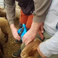 L'assignation de paternité permet de connaître le père d'un ovin en lui prélevant un peu de cartilage au niveau de l'oreille.