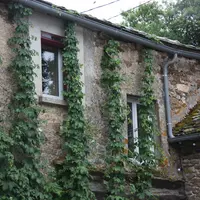 Le houblon, qui sert à la fabrication de la bière, va être protégé au sol par la laine des brebis.