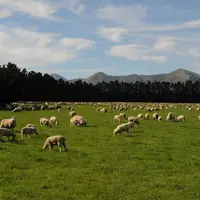 Pour les éleveurs ovins néo-zélandais, le marché européen est très rémunérateur.