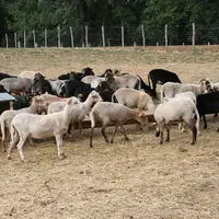 Le potentiel génétique va, d'un animal à l'autre, s'exprimer plus moins fortement selon la température.