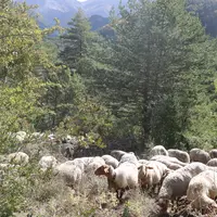 Les tiques sont très répandues dans la moitié Sud de la France. La période d'activité est désormais étendue sur toute l'année et on note leur présence