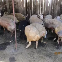 Les races ovines arméniennes sont rustiques, permettant aux paysans de valoriser aussi bien le lait, la viande et la laine, indispensable dans la fabr