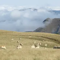 la sécheresse va impacter la campagne laitière à venir, ayant amoindri les stocks fourragers pour passer l'hiver.