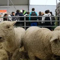 L'excellence de la filière ovine française a été mise en valeur lors du Sommet de l’Élevage qui s'est tenu du 4 au 7 octobre à Cournon-d'Auvergne (Puy