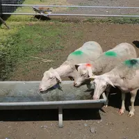 La viande des brebis reste consommable même après plus de 60 jours de privation d'eau.
