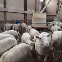 Sevrer plus tardivement ses agneaux n'est pas forcément un bon calcul pour l'éleveur qui devra maintenir plus longtemps la ration des brebis à un haut