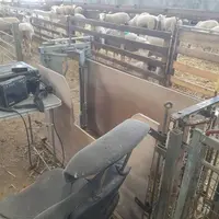 Un couloir amène les brebis jusqu'à une cage avec porte bloquante, dont une des parois est découpée pour permettre l'accès de l'échographe.