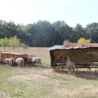 Les agneaux nés en mars sortent immédiatement avec les mères et sont engraissés à l’herbe, au foin et avec un mélange céréalier.