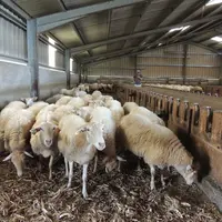 Les 330 brebis manech tête rousse sont en sélection avec près de la moitié de l'effectif en IA.