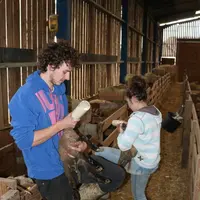 Le besoin de la main-d’œuvre supplémentaire en élevage ovin laitier et allaitant est fort, notamment pour des pics d'activité tels que l'agnelage.