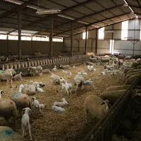 Avec 1 000 brebis, les agnelages sont nombreux et forment des périodes intenses. La salariée de Marc Gayrac est désormais un charge pour une grande pa