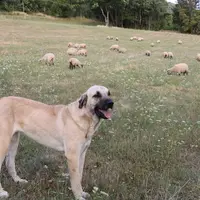 Des députés LFI ont proposé que l'État soit désormais responsable, à la place de l'éleveur, des blessures que les chiens de protection peuvent inflige