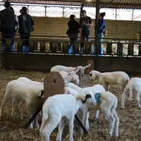 Les visites d'exploitations ont permis aux participants de découvrir les enjeux de la production ovine lotoise.