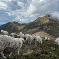 Le pastoralisme ovin se développe à nouveau sur le site du puy Mary dans le Cantal, avec pour objectif la réouverture des milieux naturels.