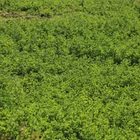 Tous les sols peuvent accueillir de la luzerne, exceptés les hydromorphes car cette plante redoute les excès d'eau hivernaux.