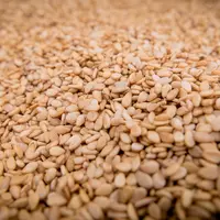 Le sésame pourrait être une source alimentaire intéressante pour les agneaux. Le sésame est une plante qui résiste bien au stress hydrique.