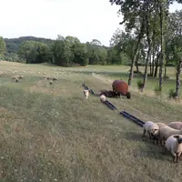 Face à la sécheresse, les éleveurs en système herbager ont dû apporter du concentré aux agneaux à l'herbe.