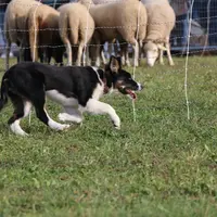 La mise au troupeau du jeune chien doit être un événement encadré et doit être prise au sérieux. C'est elle qui va conditionner le rapport entre le ch