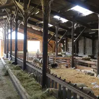 Un tiers de la bergerie peut être curé au tracteur, le reste est fait grâce au valet de ferme qui permet davantage de mobilité et de précision dans le