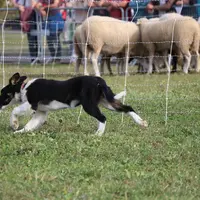 Vers trois-quatre mois, ou un peu après, le jeune Border Collie se "déclare" en présence du troupeau.Il doit rester silencieux et concentré et mettre
