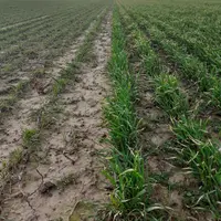 À gauche, la partie pâturée par les brebis. À droite, la parcelle témoin.