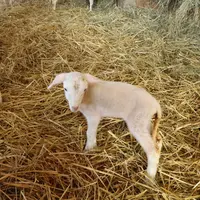 L'équeutage est vu comme de la maltraitance animale par les consommateurs, selon une enquête, malgré les bénéfices sanitaires pour les agneaux et breb