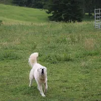 La présence de chiens de protection à proximité des chemins de randonnées peuvent mener à des conflits entre usagers. Le berger et le propriétaire doi