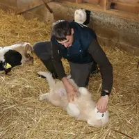 Le chiot doit être familiarisé avec les humains. Ceux-ci doivent pouvoir toucher les différentes parties du corps du chien sans susciter de crainte ou