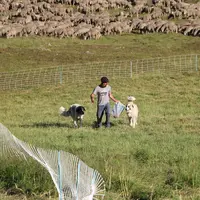 En estive, le berger doit apporter un peu moins d'un kilo de croquettes par jour et par chien. En cas de travail avec une meute, cela peut vite représ