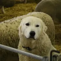Lors de l'intégration d'un chien adulte dans un troupeau qui ne connait pas les chiens de protection, il est recommandé de faire la première prise de