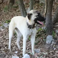 Le chien de berger Kangal est originaire de Turquie. Une meute de chiens de protection peut être constituée de différentes races sans que cela ne pose